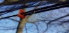 ridgeline-tensioner-_lynxgear